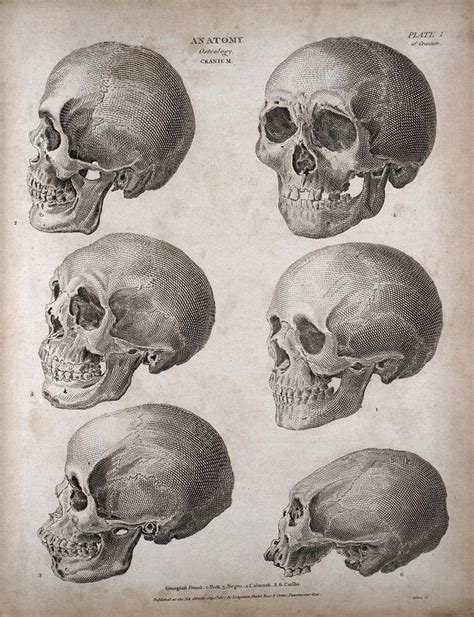 Human Skulls Six Examples Showing Skulls Of Different Racial Types Engraving By T Milton