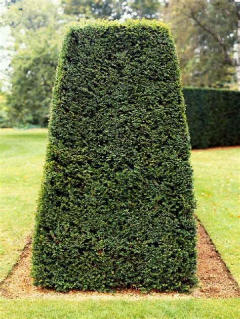 If You Are Thinking About Planting A New Hedge And Have Doubts On Which