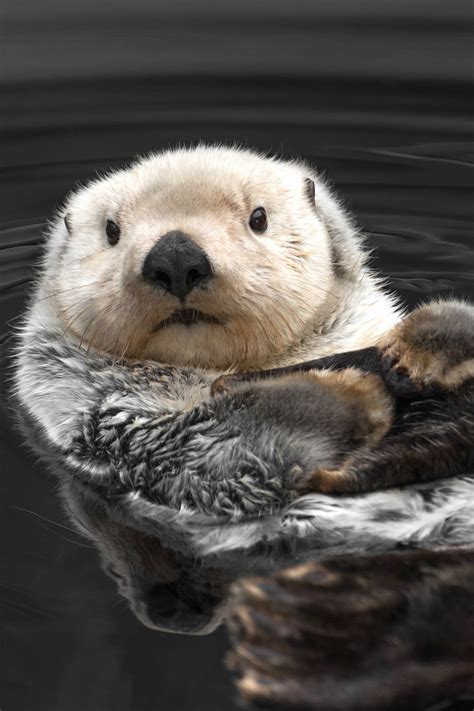 Sea Otter Print Cute Animal Photography Animal Print Otter Art Sea