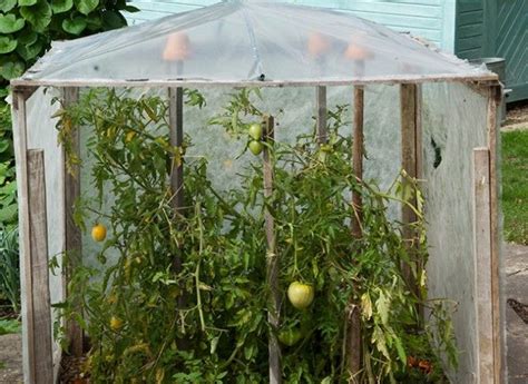 Comment Constuire Un Abri à Tomates Au Jardin Jardins Jardin