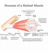 Structure Of Skeletal Muscle Exercise 11