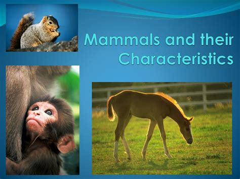 Ppt Mammals And Their Characteristics Powerpoint Presentation Free