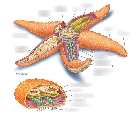 Starfish Anatomy 2 Diagram Quizlet