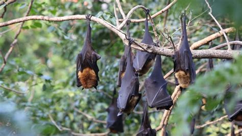 Flying Fox On Tree In Thailand Stock Footage Video 5303945 Shutterstock