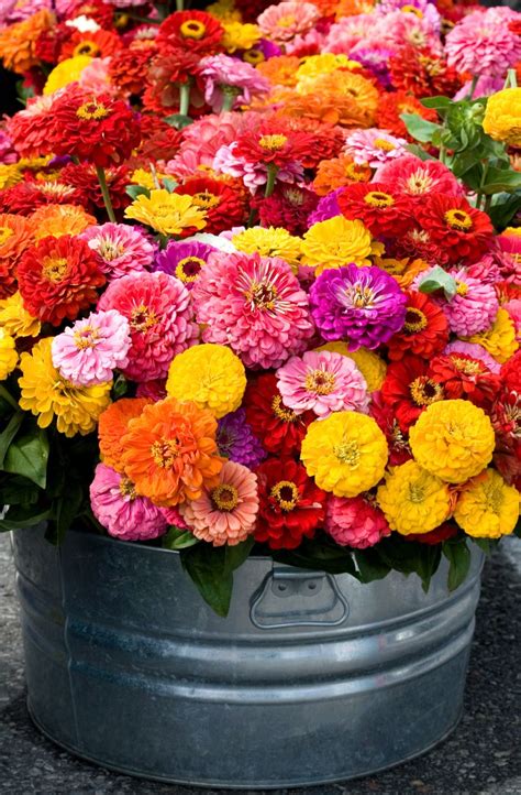 10 Easy To Grow Summer Flowers For Your Garden And Home Popular