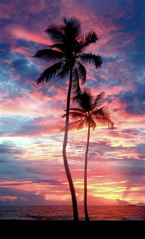 Blue + pink sunset. | Tree wallpaper iphone, Beautiful wallpapers, Palm ...