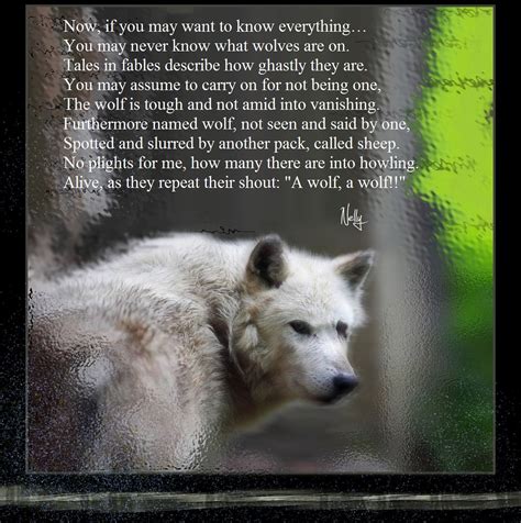 Wolf Looks Into A Frosted Window Response Poem To David At Flickr
