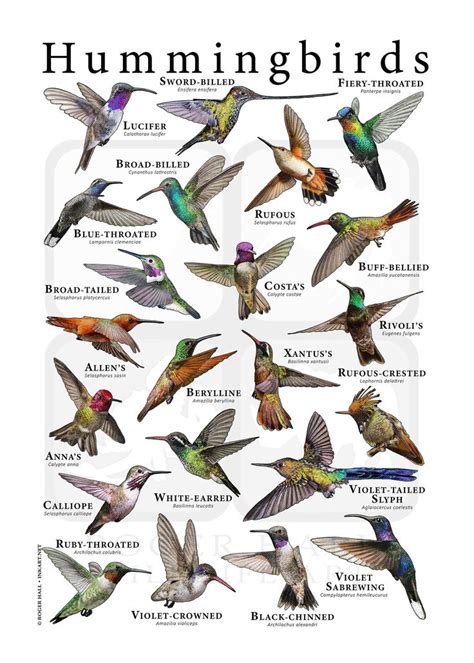 Hummingbirds Of The World Poster Etsy Hummingbird Backyard Birds