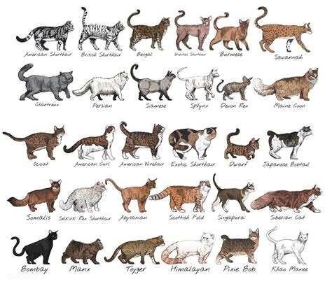 Illustration Drawing Style Of Cat Breeds Collection Free Image By