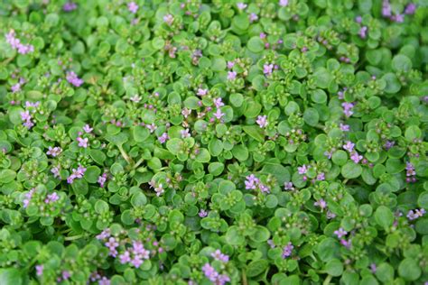 Corsican Sweet Mini Mint 20 Seeds Mentha Requienii Herb Heirloom