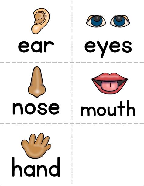 Play some word games to learn and practise parts of the head vocabulary. Senses and Body Parts Word Wall Flash Cards - The Super Teacher