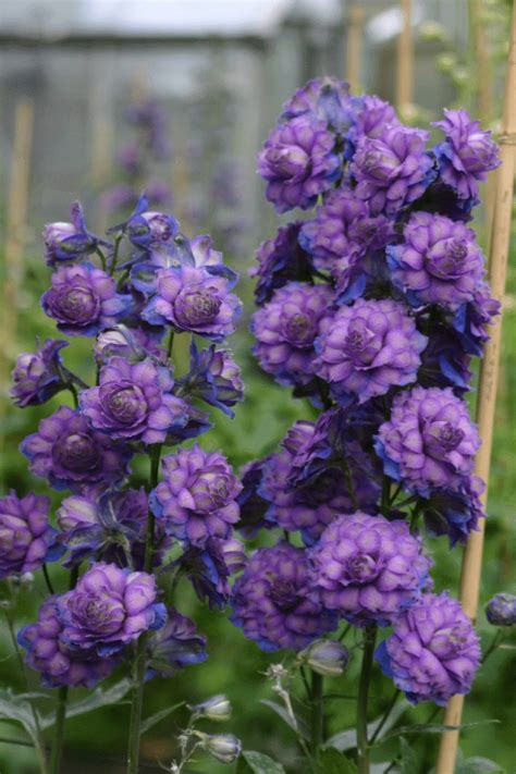 Sweet sensations brings you the finest handcrafted treats for an unparalleled taste experience. Delphinium Highlander 'Sweet Sensation' - Gootjes-AllPlant BV