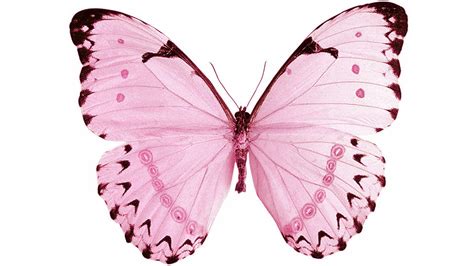 Pink Wallpaper Butterfly Pink Butterfly Colorful Butterfly Wallpaper