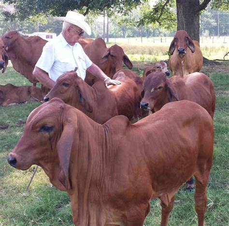 Through centuries of exposure to inadequate food supplies, insect pests, parasites. Brahman Cattle Ranch, Hahira, Georgia | Animales bovinos