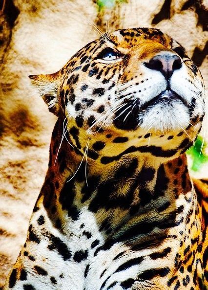 55 Jumping Jaguars Ideas Jaguars Wild Cats Jaguar