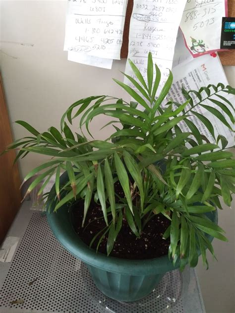 Parlor palms are native to subtropical and tropical regions of the americas. Pin on Palm Plants for Home and Office