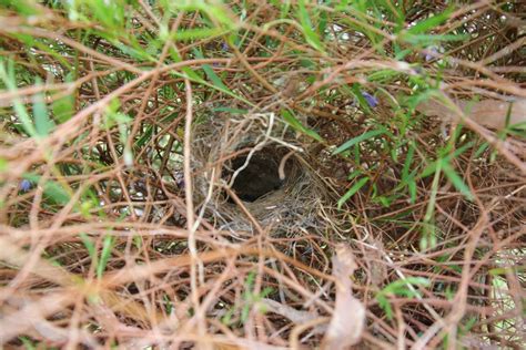 Wren Nest Fifteen Acres