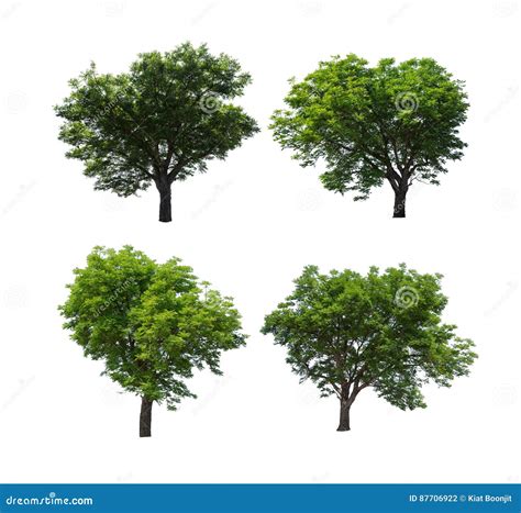 Collection Of Isolated Tree On White Background Stock Photo Image Of