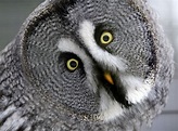 Grey Owl - Gufo Grigio [1999] - mediagetsense