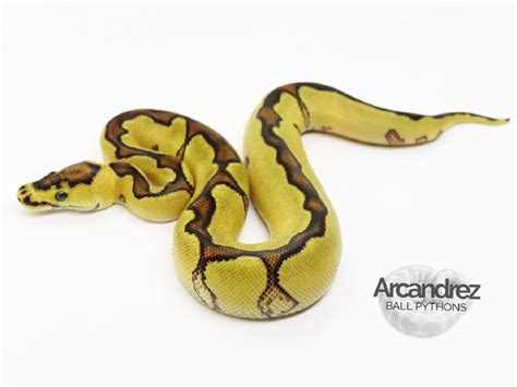 Clown Enchi Yellow Belly Morph List World Of Ball Pythons