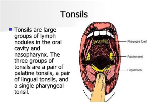 Lymphatic System