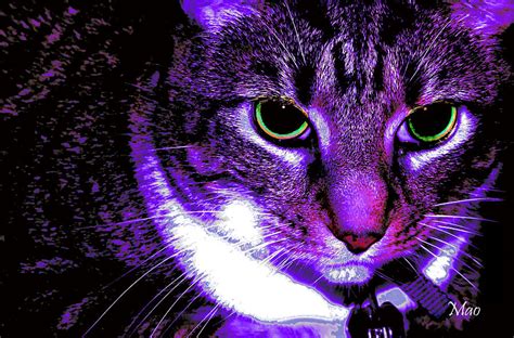 Purple Cat Photograph By Maideline Sanchez
