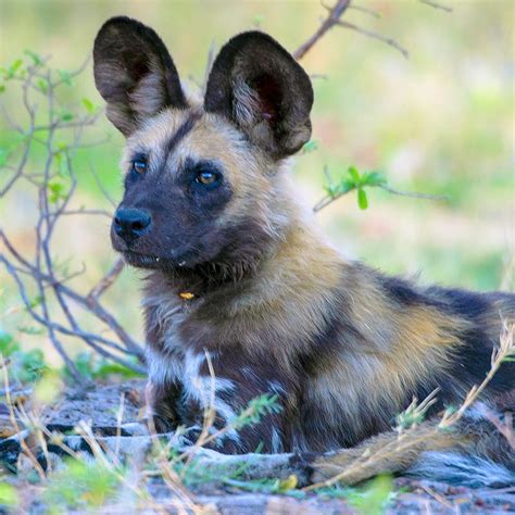 African Wild Dog Endangered Species Endangered Wonders