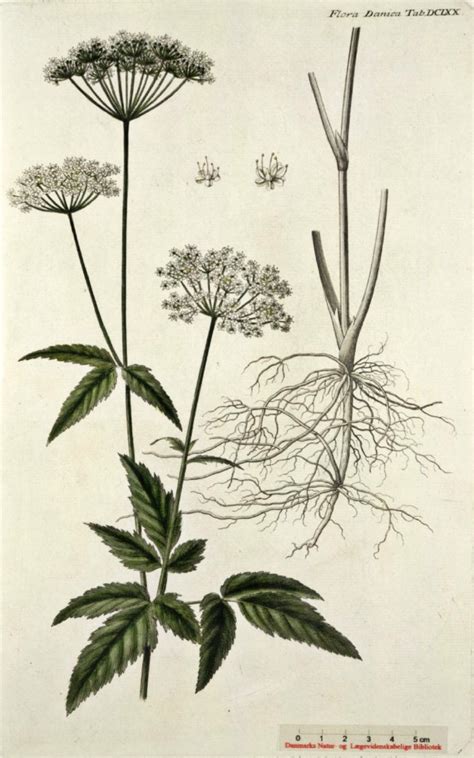 Посмотрите твиты по теме «#zevenblad» в твиттере. ZEVENBLAD: lang leve de onder-begroeiing