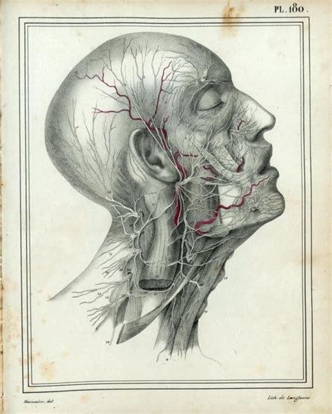 Human Anatomy Antique Anatomical Illustration The Neck 3 Lizars 1824