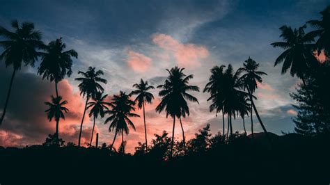 Palm Trees Outlines Sunset Tropics Clouds Sky Picture Photo
