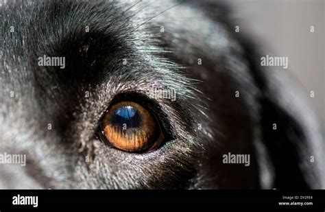 Extreme Close Up Of Dogs Eye Stock Photo Alamy