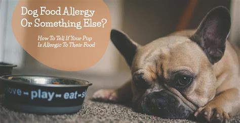 How Do You Know If Your Dog Is Allergic To Their Food