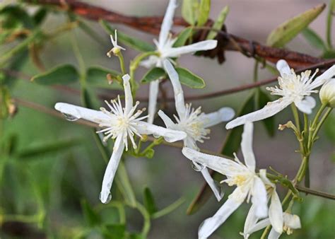 Maybe you would like to learn more about one of these? Western Australian Plants - Ranunculaceae
