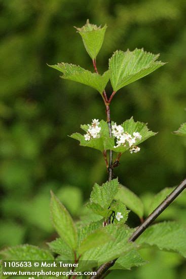 Viburnum Edule Highbush Cranberry Wildflowers Of The Pacific Northwest