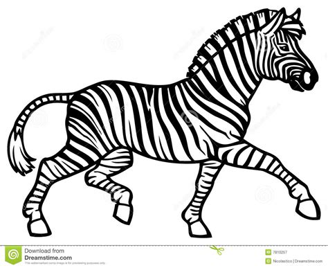 The zebra's stripes get thinner the farther down. Zebra Running Royalty Free Stock Photography - Image: 7810257
