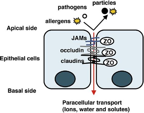Structure Of Tight Junctions In Epithelial Cells Tight Junctions Tj