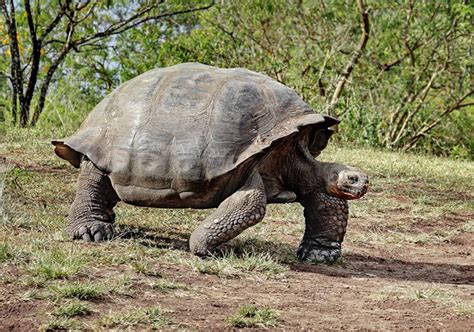 Top Ten Longest Living Animals On The Planet