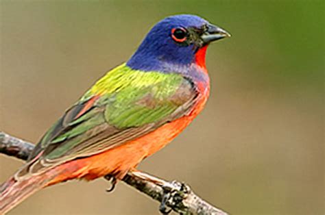 10 Jenis Burung Paling Cantik Dari Seluruh Penjuru Dunia ~ One Web Id
