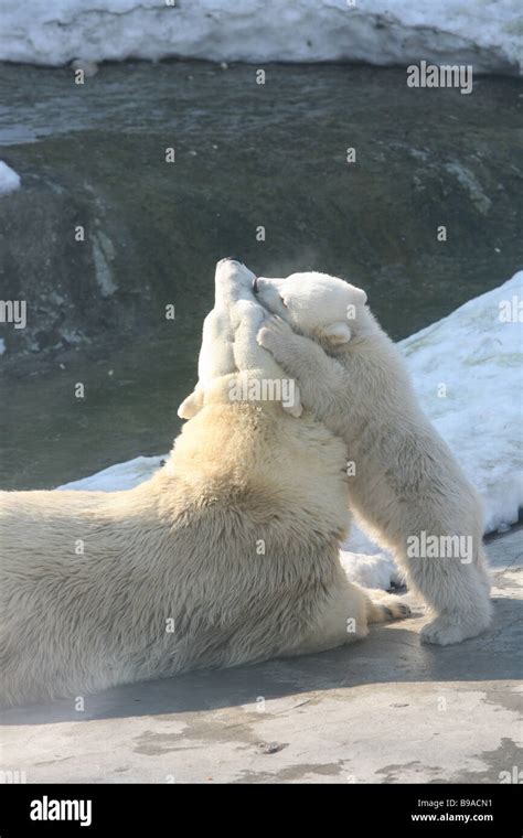 Polar Bears In The Moscow Zoo Stock Photo Alamy