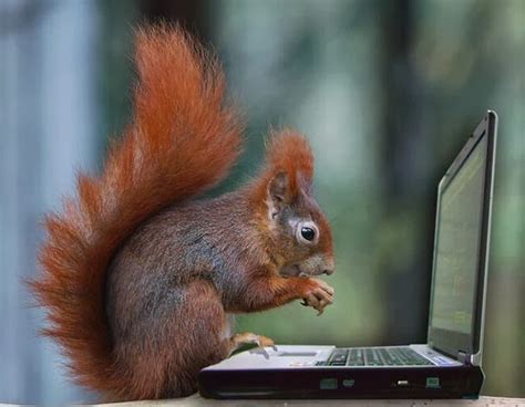 Cute Funny Animalz Funny Animals Using Mobiles And Laptop New And