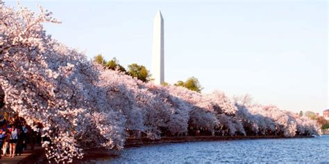 Cherry Blossoms In Danger Winter Storms Threatens Dcs Bloom