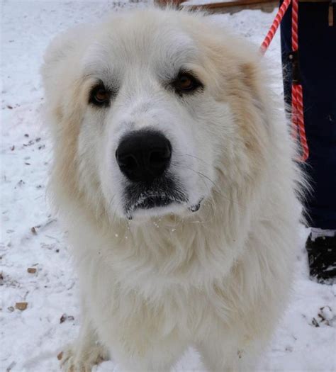What were great pyrenees bred for? Adopt Felix on | Great pyrenees, Pets, Great pyrenees dog