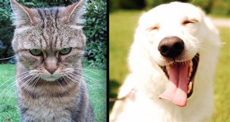 A Cats Diary Compared To A Dogs Diary Is Absolutely Hilarious