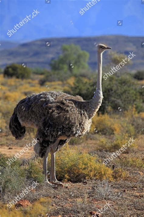 South African Ostrich Struthio Camelus Australis Editorial Stock Photo