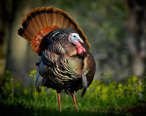 Your Guide To Hunting Eastern Turkeys Grand View Outdoors