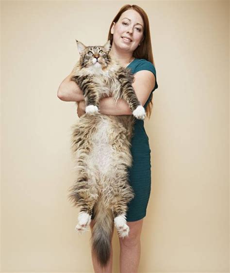 Biggest House Cat In The World 2024 Verla Ronalda