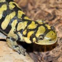 Salamander Information Salamander Fun Facts Reptile Gardens