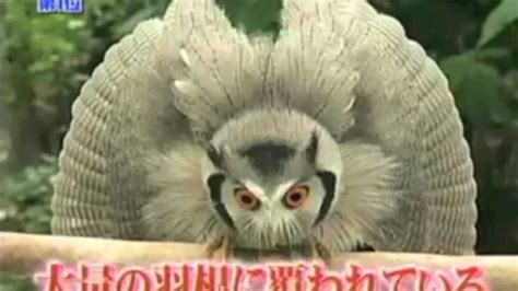 Shapeshifter Owl Weird Youtube