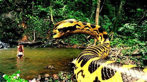 World Biggest Snake Anaconda Found In Americas Amazon