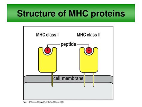 Ppt The Major Histocompatibility Complex Mhc Powerpoint
